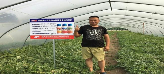虎威满——专业防治抗性黄蜘蛛