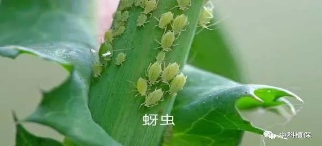 “剑法”无边，小虫不见
