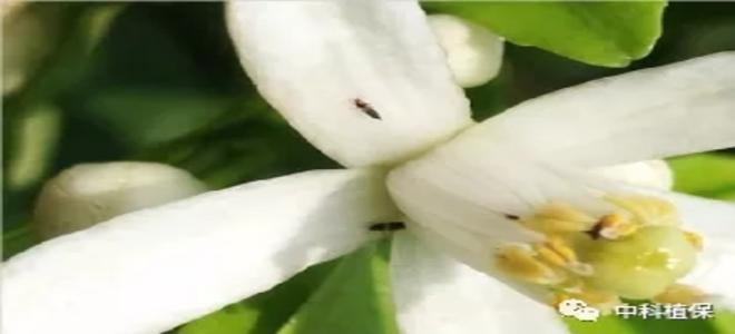 柑橘三月管理（萌芽、花芽分化期）