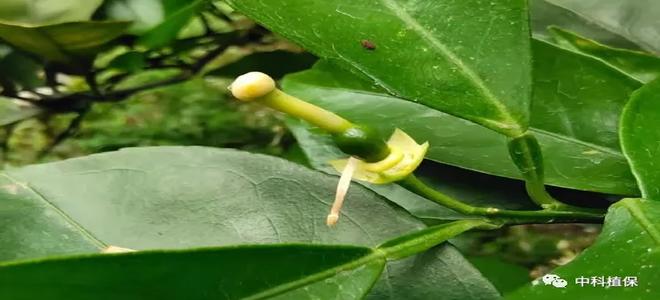 柑橘四月管理（花期、谢花期、保果期）