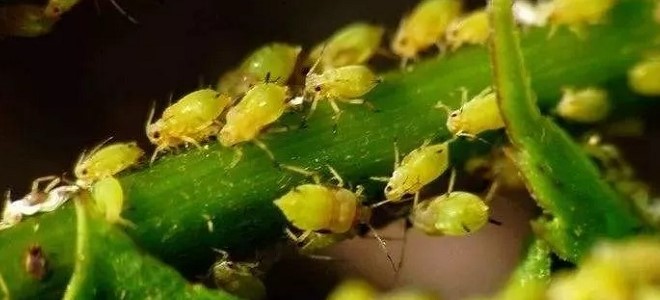 透皮®阿维应用技术