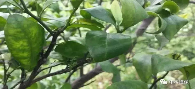 红蜘蛛、黄蜘蛛与白蜘蛛如何辨别？柑橘螨类防控大全