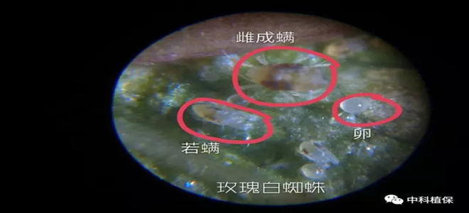 柑橘红蜘蛛、黄蜘蛛与白蜘蛛的识别与发生规律