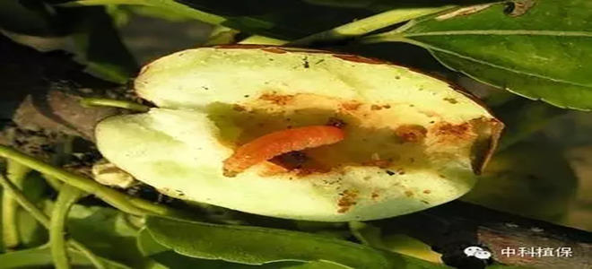 阿锐钢——3.4%甲氨基阿维菌素苯甲酸盐 微乳剂