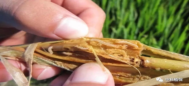 透皮®5%阿维——登记水稻二化螟专业用药