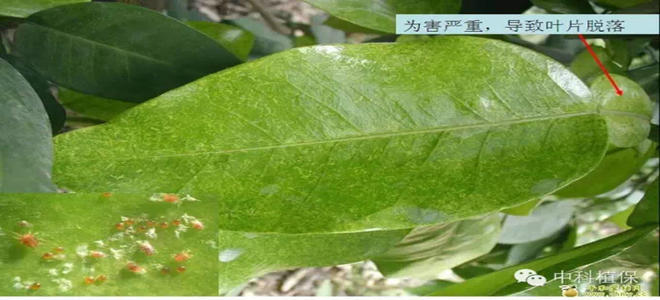 柑橘红蜘蛛防治要点及方案