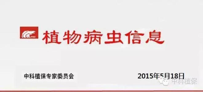 【病虫情报】抓好柑桔生理落果期病虫害防治工作