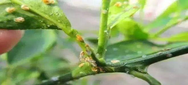 虎镇山——高端杀螨套装，虎虎生威