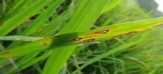 佳蕴（鲜靓）-25%咪鲜胺