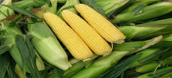 抓住时期防治玉米褐斑病