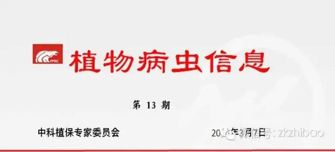 战胜低温阴雨天气影响，抓好春季油菜病虫害防治