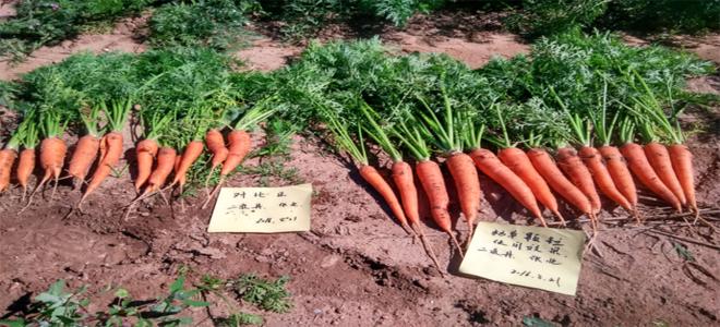 优美秀®——改良土壤、养地促生、防病抑菌、提质增产