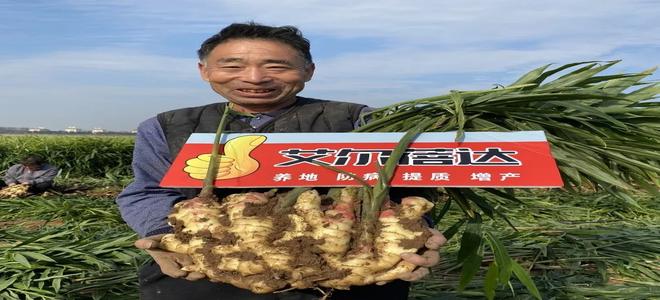 艾尔蓓达®——大姜“沃土养地、健根促生、抑菌防病、提质增产”生物集成技术方案