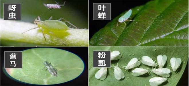 “剑法”无边——小虫不见