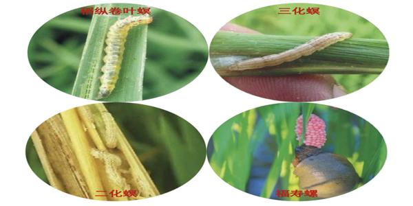 透皮阿维 知名品牌 用阿维 选透皮
