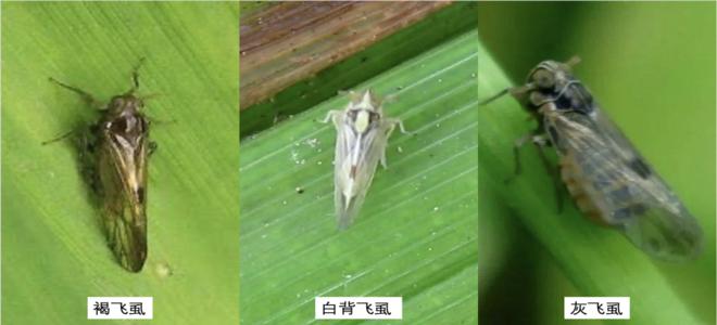 横扫/金烈/尤嘉——高效防治稻飞虱产品