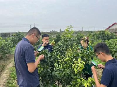 试验探精微 实践出真知 柑橘红蜘蛛生测试验四期、五期开始啦！