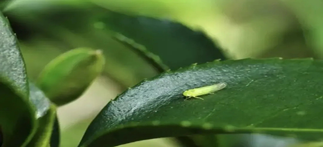 茶叶主要虫害--防控方案