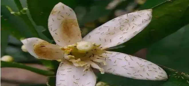脐橙开花期病虫害防治