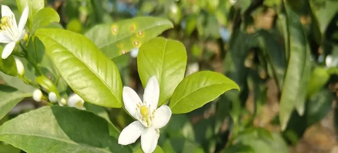 广西3月柑橘管理