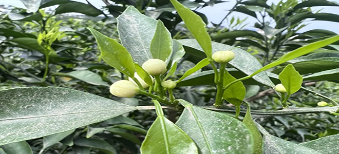 春见花露白防治要点