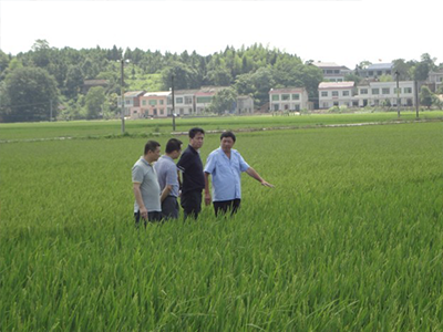公司领导到湖南省衡阳市实验田视察